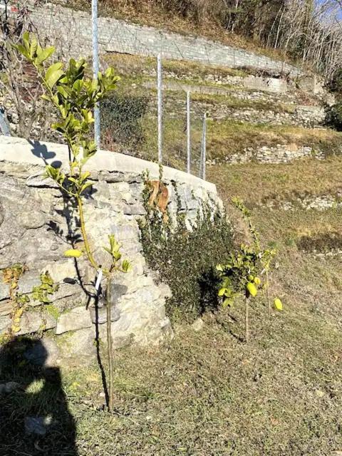 Ca'Gialla Kanton Kanton Bellinzona Exterior foto
